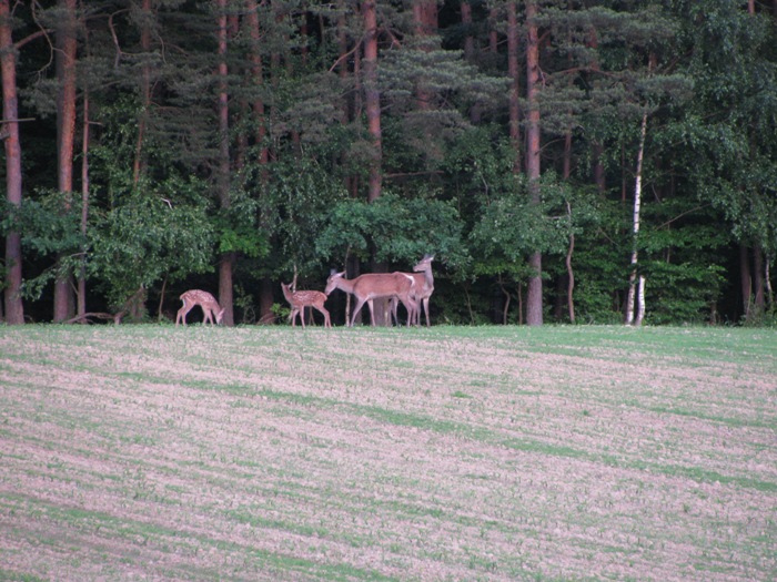 thumb pujskovadezela6